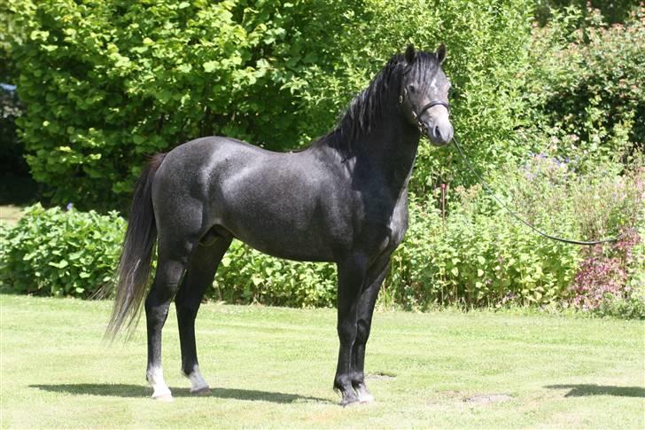 Welsh Pony (sec B) Clausholm Lord Joker billede 16