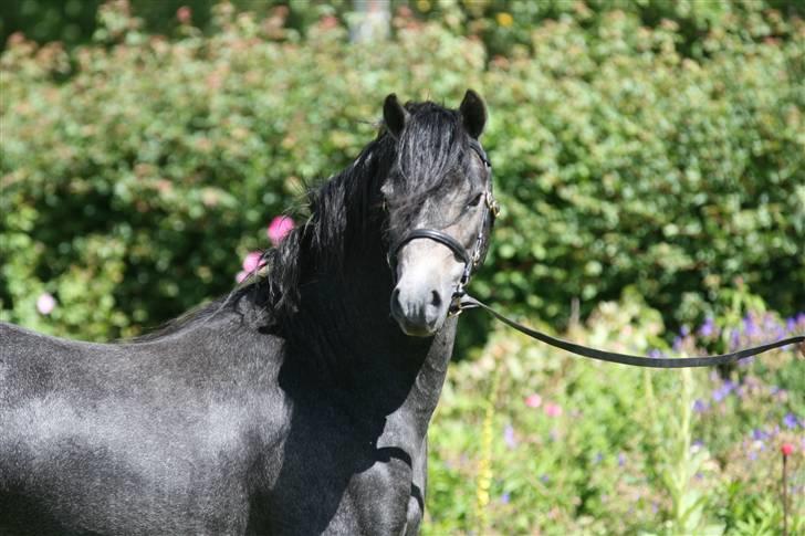 Welsh Pony (sec B) Clausholm Lord Joker billede 17