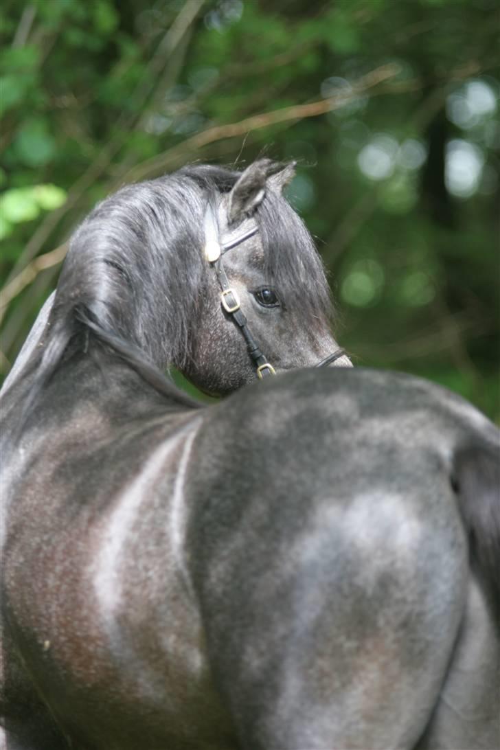 Welsh Pony (sec B) Clausholm Lord Joker billede 18