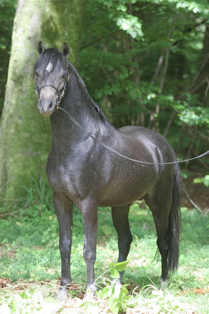 Welsh Pony (sec B) Clausholm Lord Joker billede 19