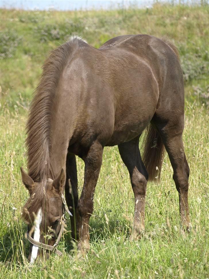 Anden særlig race Odin - - Sådan så din´bassen ud da vi fik ham - langhåret, muskelfattig og stivbenet.. nu er han et rigtig muskelbundt og overhoved ikke stivbenet.. og så er han lige så livsglad som en på 3 ;) billede 10