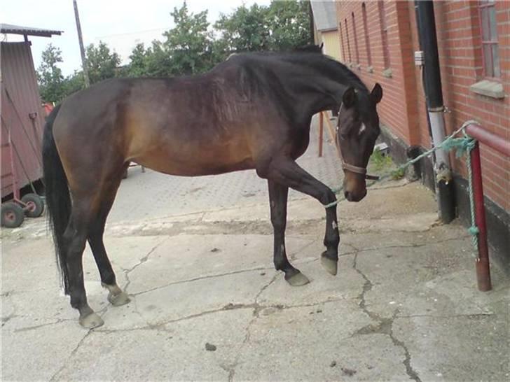 Anden særlig race Candy - MOOOOAR! jeg gider ikk stå her og vente. Så  typisk cant det der ! ;) billede 15