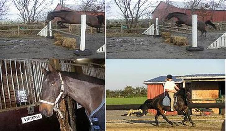 Anden særlig race Candy billede 16