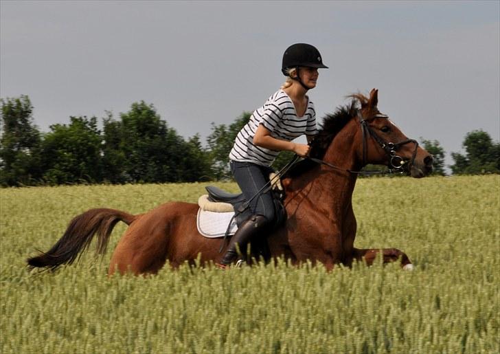 Hollandsk Sportspony Jas. Ginger - solgt. - frdericia billede 1