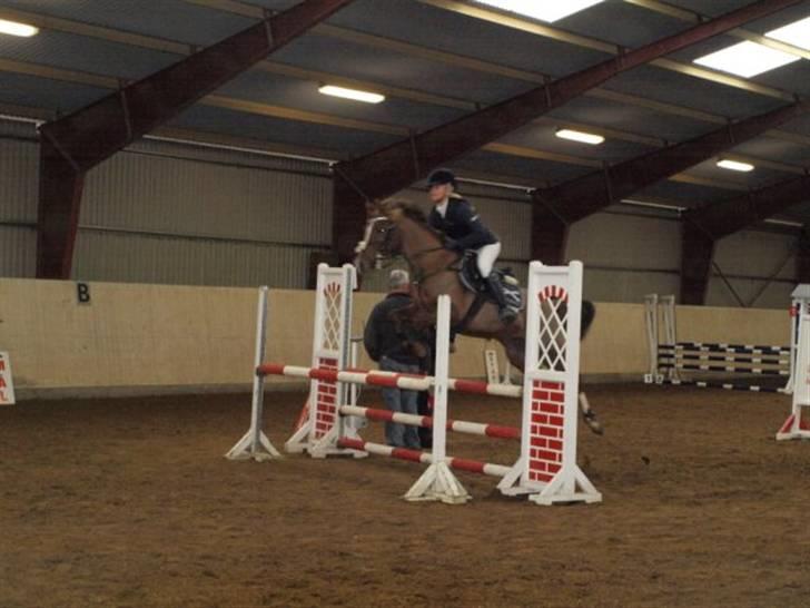 Hollandsk Sportspony Jas. Ginger - solgt. - Ginger. billede 2