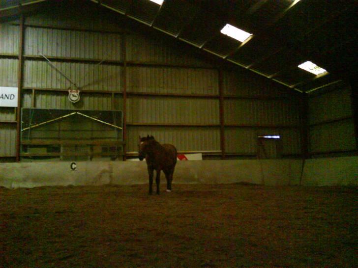 Anden særlig race osoll R-I-P :-( - i ridehallen for at springe billede 2