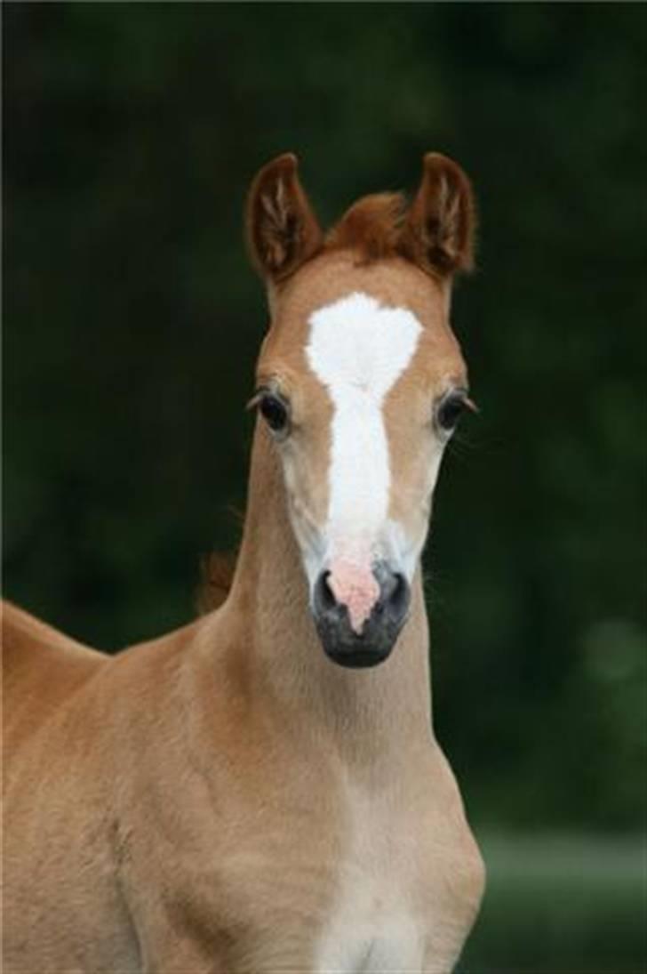 Welsh Pony (sec B) Clausholm Volvo - Volvo som føl billedet har jeg fået af Ann Louise billede 1