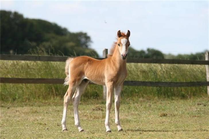 Welsh Pony (sec B) Clausholm Volvo - Det var dette billede på Ann Louises hjemmeside, jeg faldt for billede 2