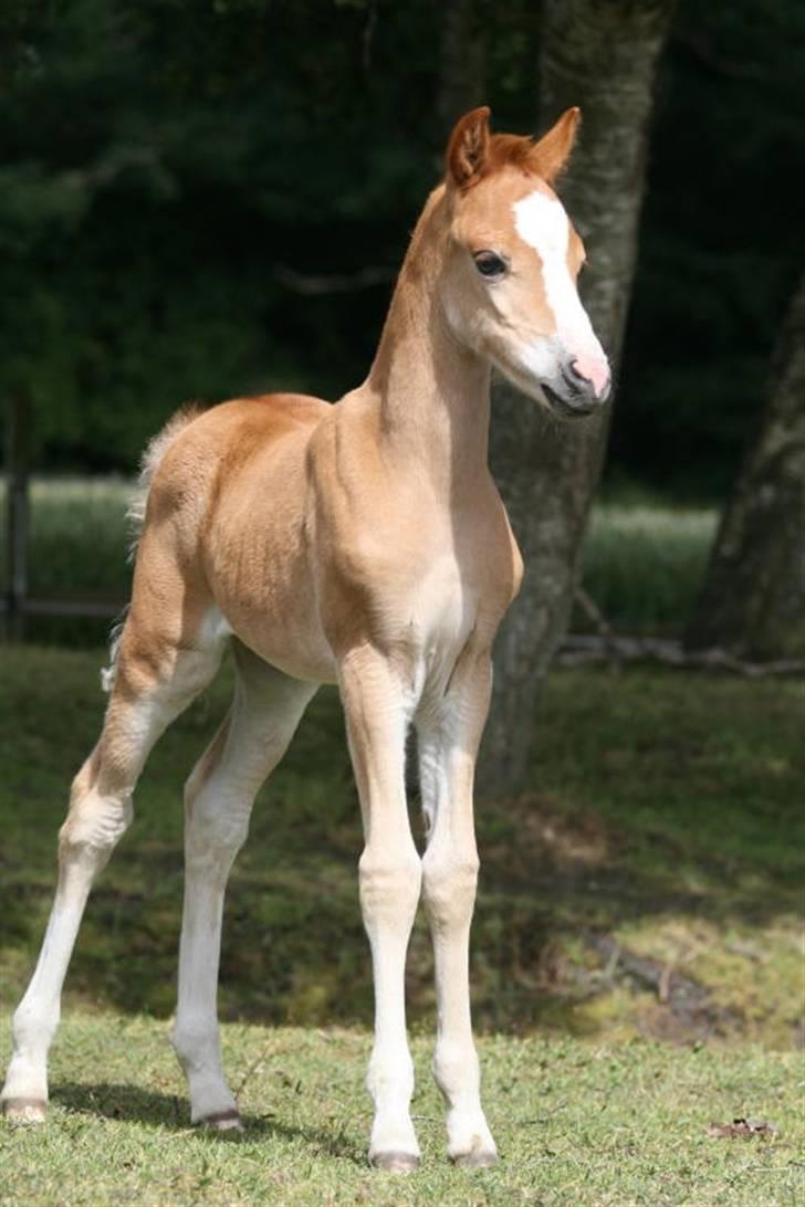 Welsh Pony (sec B) Clausholm Volvo - endnu et af de skønne billeder taget af Leena Kahisaari  billede 3