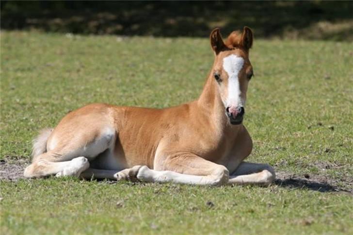 Welsh Pony (sec B) Clausholm Volvo - skønt at ligge ned billede 4