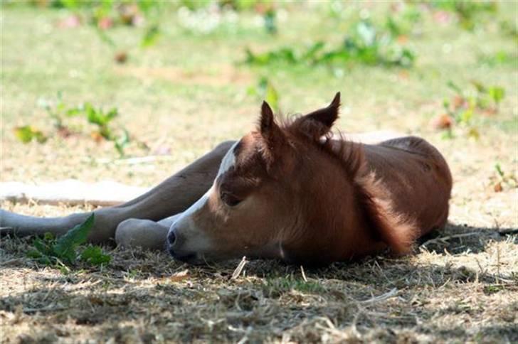 Welsh Pony (sec B) Clausholm Volvo - man hviler allerbedst i skyggen billede 5