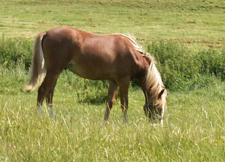 Welsh Pony (sec B) Clausholm Volvo - en ædedolk nærmer sig showform billede 7