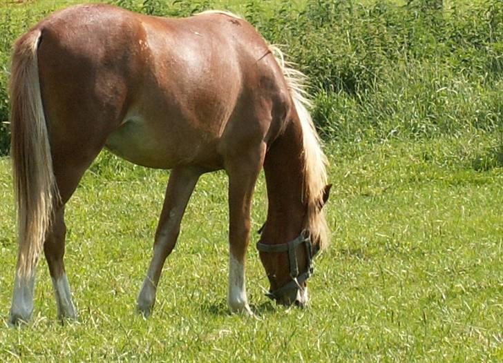 Welsh Pony (sec B) Clausholm Volvo - normalt kalder vi dette græsmave billede 8