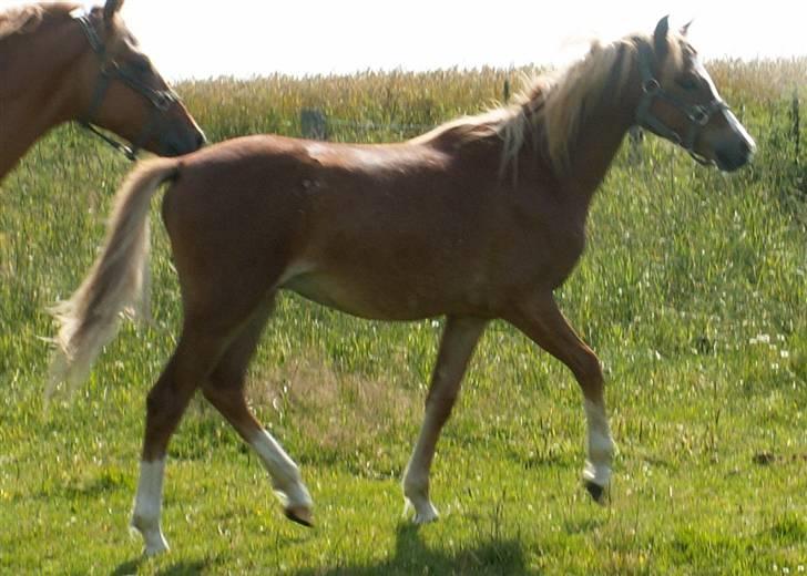 Welsh Pony (sec B) Clausholm Volvo - se bare - trods fedtet kan man se en markeret manke... billede 9