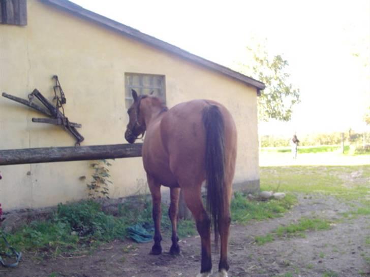 Anden særlig race osoll R-I-P :-( - efter vi var i skoven stod osoll og var ved at sove billede 5
