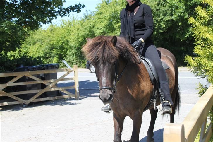 Islænder Stúlka F. Skarði - #18 Stulla på vej hjem, været ude og ride tur (;  Foto: Mig billede 18