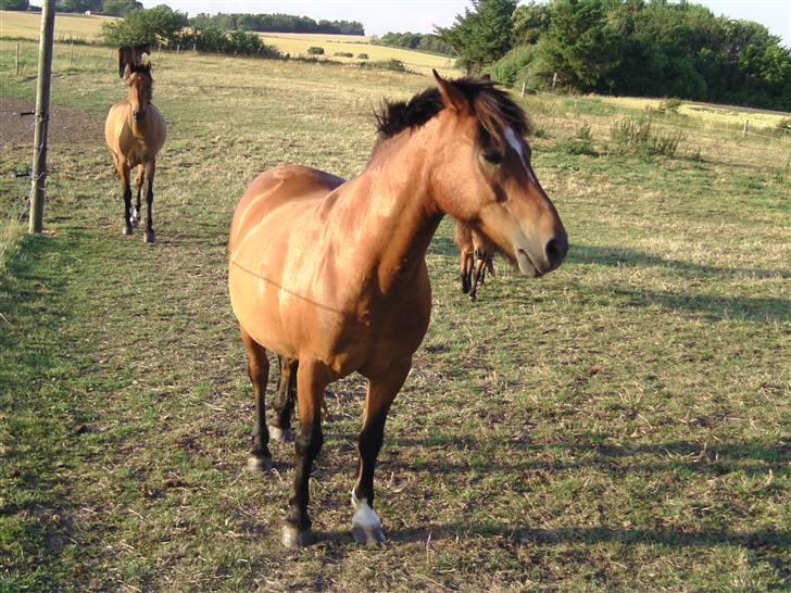 DSP Bruno | B-pony | (Solgt) - Mig helt alene billede 3