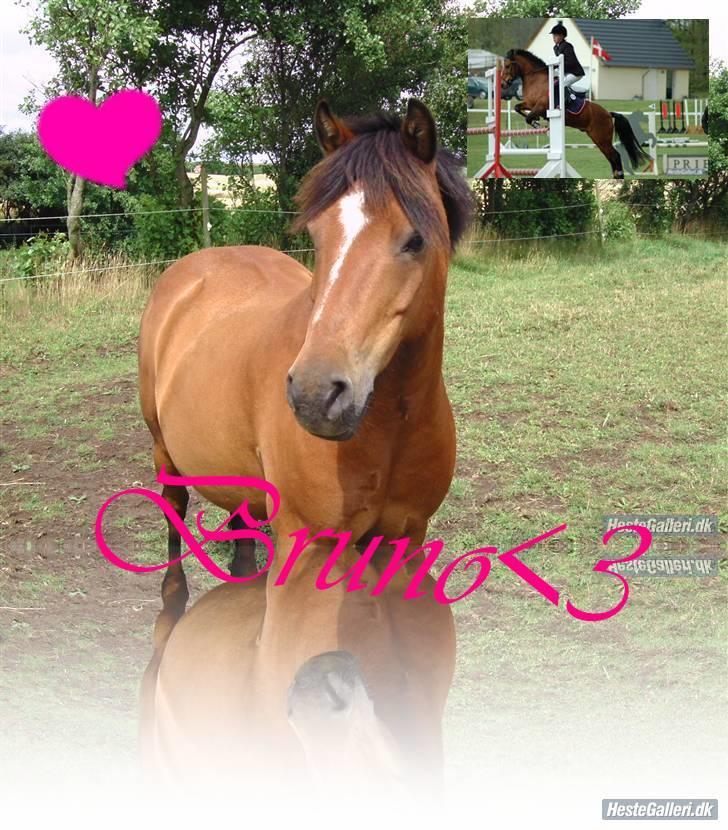 DSP Bruno | B-pony | (Solgt) - Et smukt billede(: billede 13