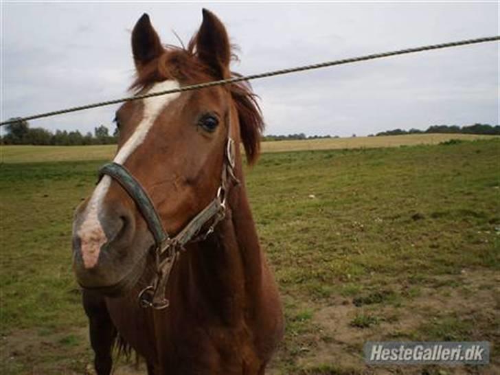 Anden særlig race Lady *Elevpony*  (Har redet) - Velkommen til Lady´s profil, smid lige en kommentar:)  billede 1