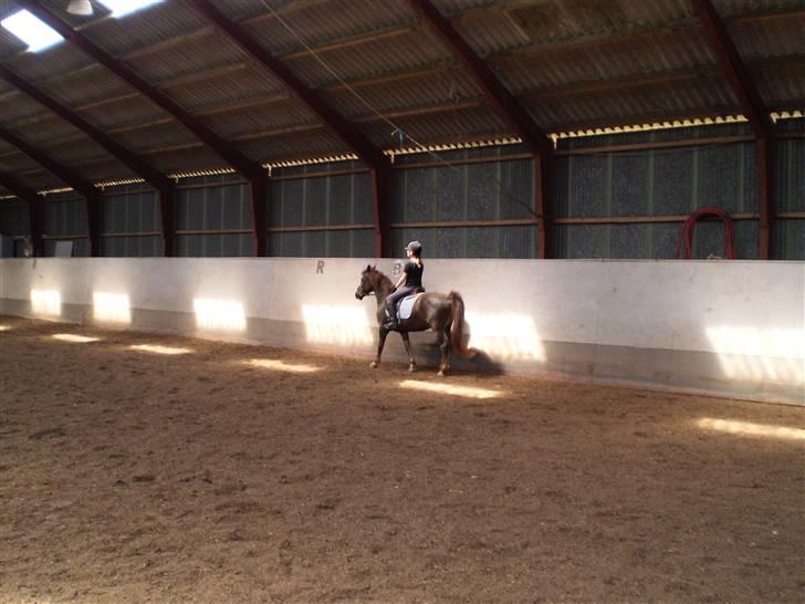 Anden særlig race Lady *Elevpony*  (Har redet) - Vi skridter lidt  billede 3