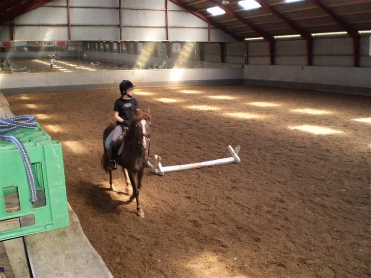 Anden særlig race Lady *Elevpony*  (Har redet) - Du skal kigge ind i kameraet Nete," ligner det Lady tænker<3 billede 4