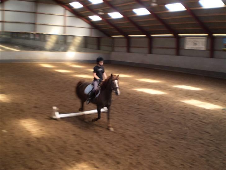 Anden særlig race Lady *Elevpony*  (Har redet) - Lady og mig traver over bom<3 billede 5