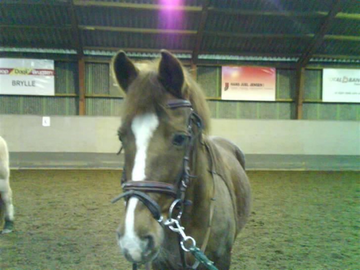 Anden særlig race Lady *Elevpony*  (Har redet) billede 6