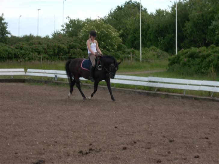 New Forest meteor - Til træning billede 18