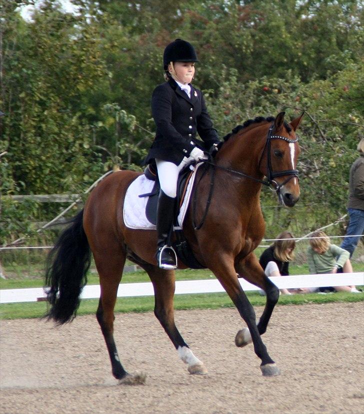 DSP Røgilds kilimanjaro SOLGT - træning den 19/7. Første gang jeg rider ham hjemme <3 billede 1