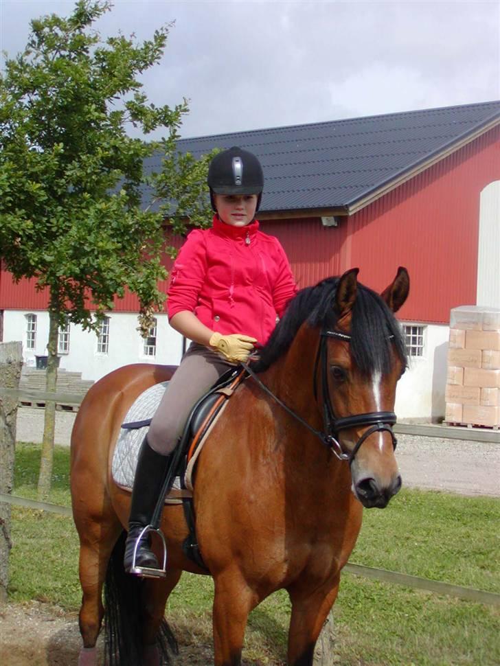 DSP Røgilds kilimanjaro SOLGT - Killer og mig. Første gang jeg rider ham hjemme <3 billede 2