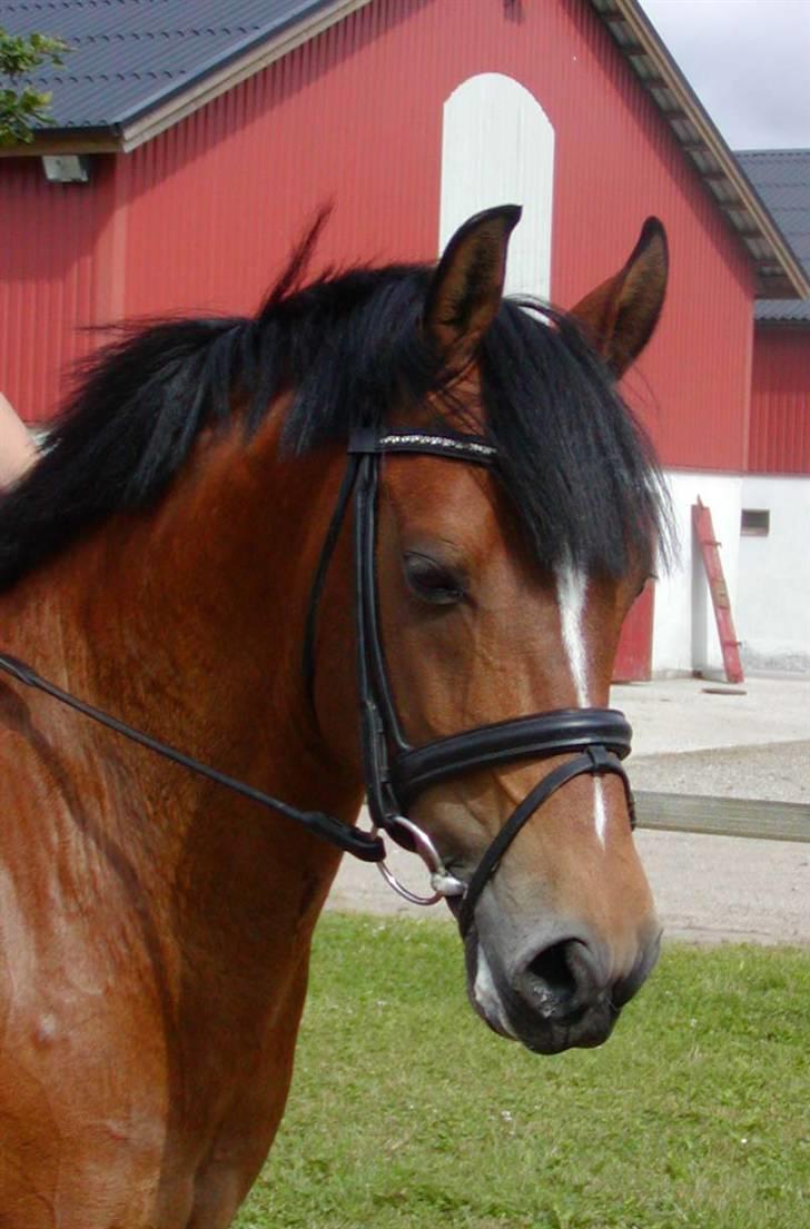 DSP Røgilds kilimanjaro SOLGT - Killer´s smukke hoved <3 billede 3