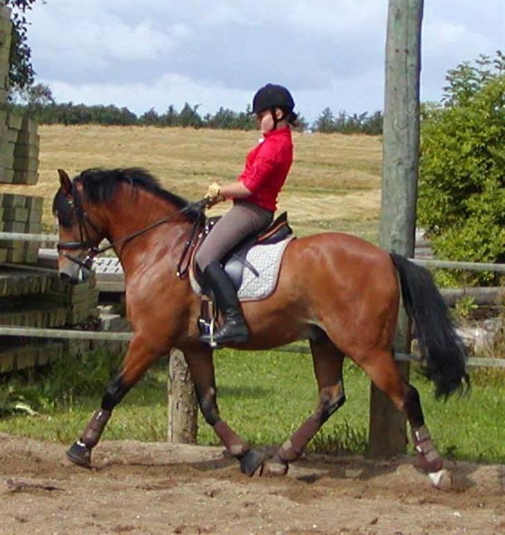 DSP Røgilds kilimanjaro SOLGT - træning den 19/7. Første gang jeg rider ham hjemme <3 billede 4