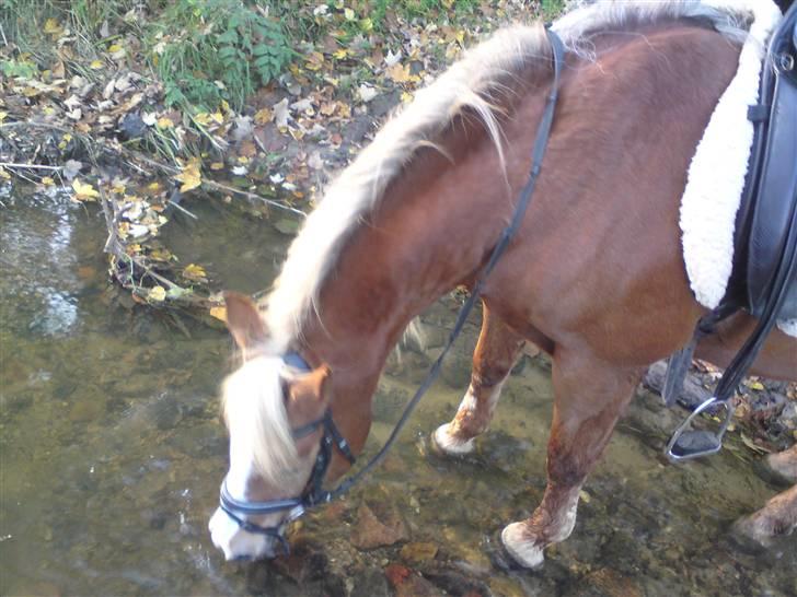 Tyroler Haflinger Stutteri Anjin Hollywood(nu min mors hest) - blev tørsdig billede 14