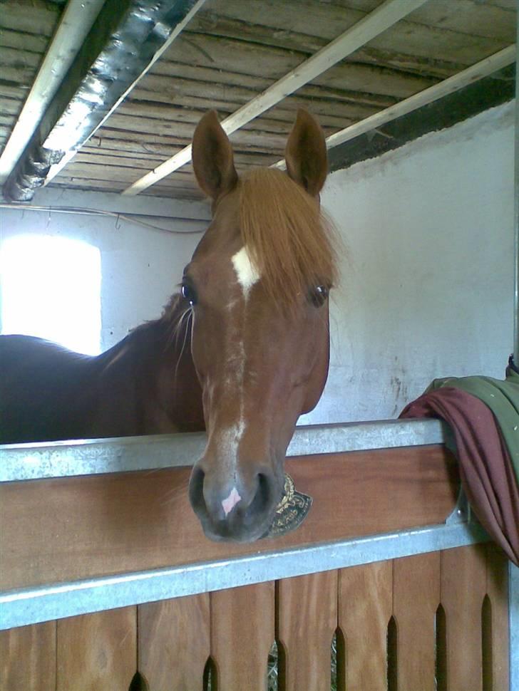 Hollandsk Sportspony Vegelin's Goya billede 12