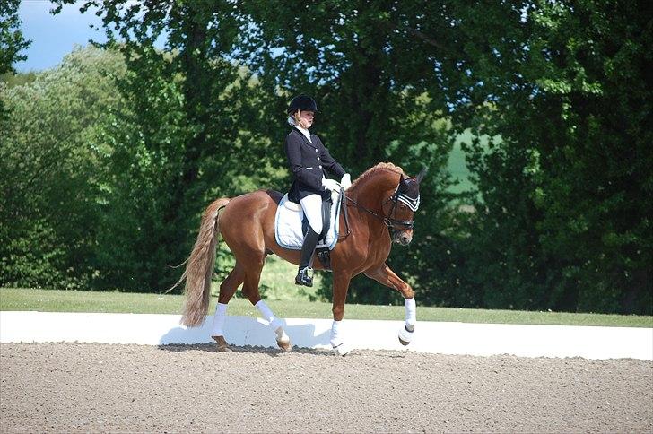 Hollandsk Sportspony Vegelin's Goya - ecco cup kvalifikation billede 13