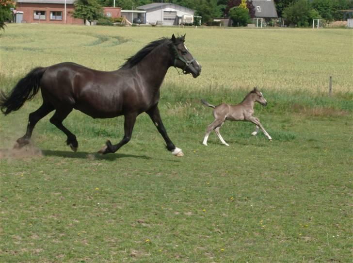 Welsh Cob (sec D) Derwen Genevieve (R.I.P.) - Genevieve og Gleamy (sommer 2009). billede 13