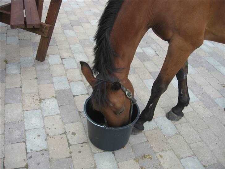 Anden særlig race Nørremarks Dunja billede 7