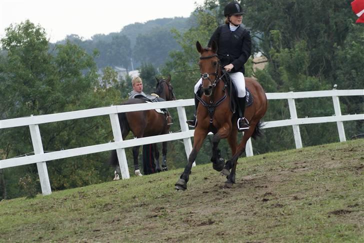 Anden særlig race Nørremarks Dunja - KER 09-foto:Linnea Dalsgaard Vilain billede 9