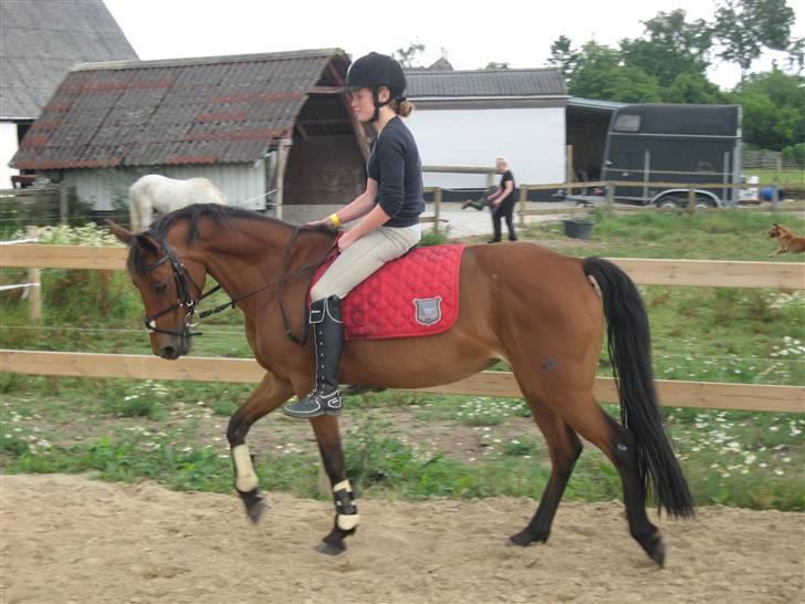 Anden særlig race Nørremarks Dunja billede 10