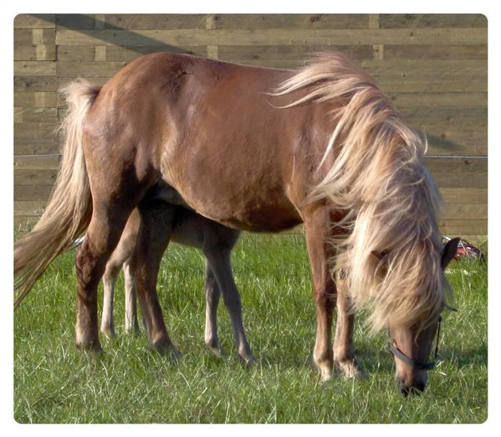 Islænder Frenja fra Ellidshøj  billede 8