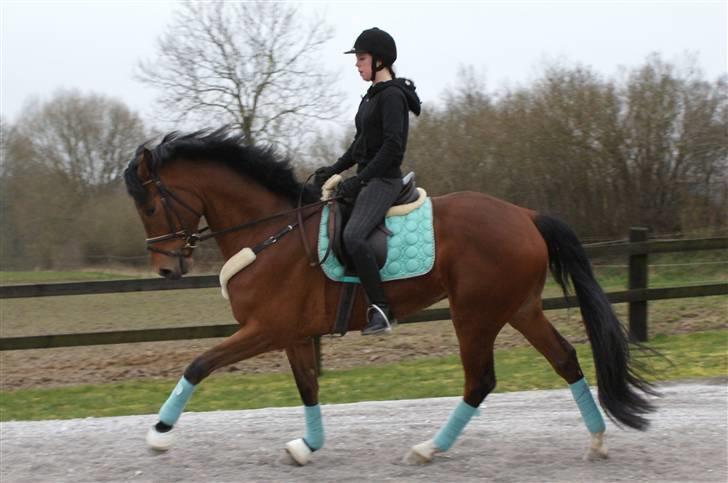 Belgisk varmblod Fronsac billede 2