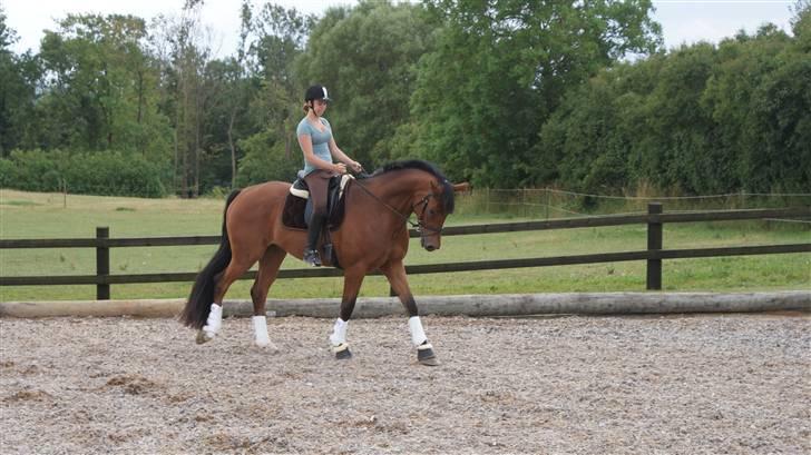 Belgisk varmblod Fronsac billede 3