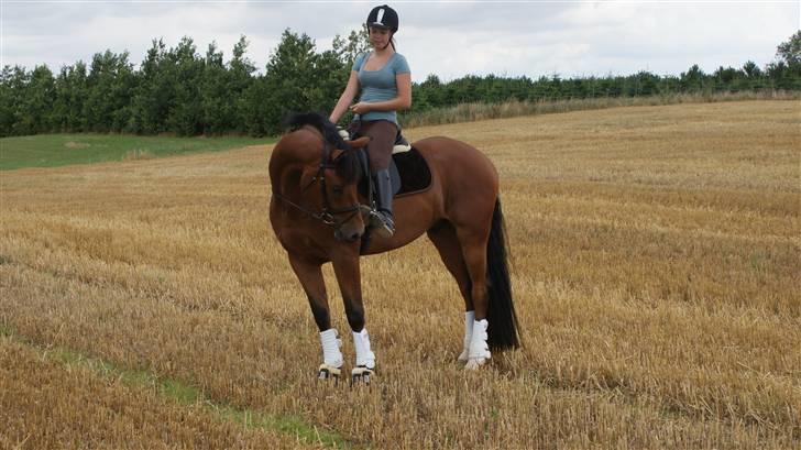 Belgisk varmblod Fronsac billede 5