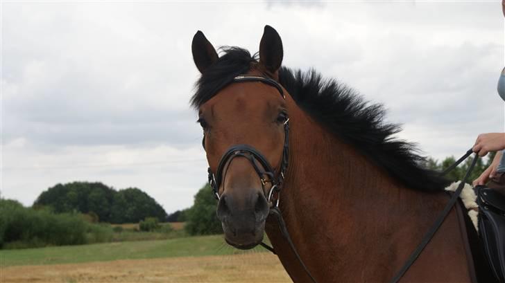 Belgisk varmblod Fronsac billede 8