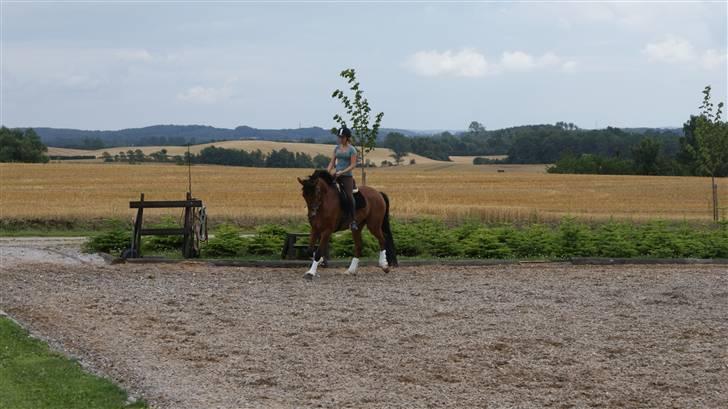 Belgisk varmblod Fronsac billede 10