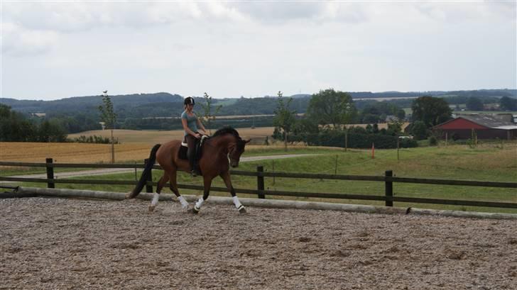 Belgisk varmblod Fronsac billede 11