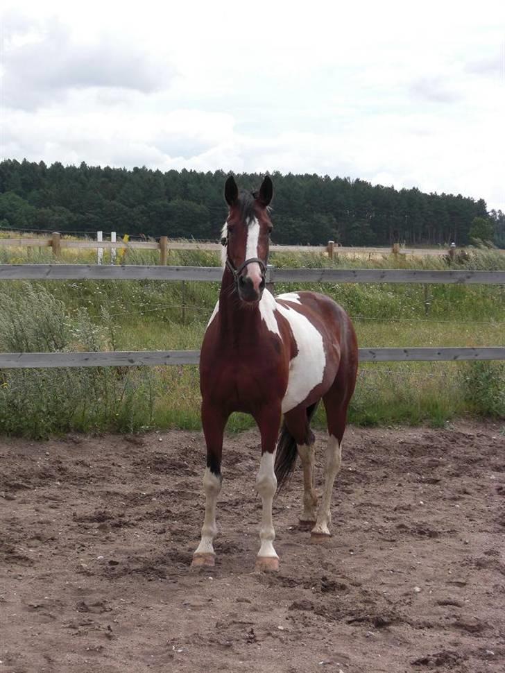 Pinto Cantabella Klejs billede 1