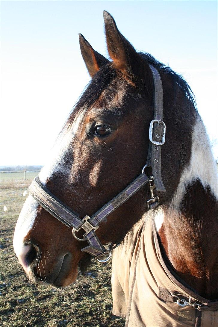 Pinto Cantabella Klejs billede 3