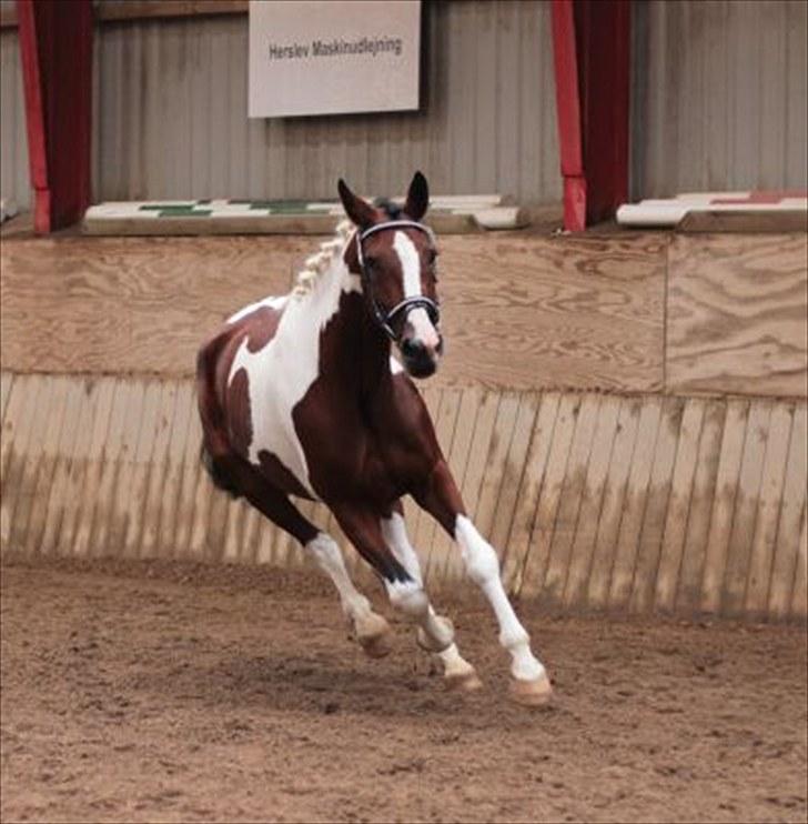 Pinto Cantabella Klejs - i gallop til kåringen billede 4