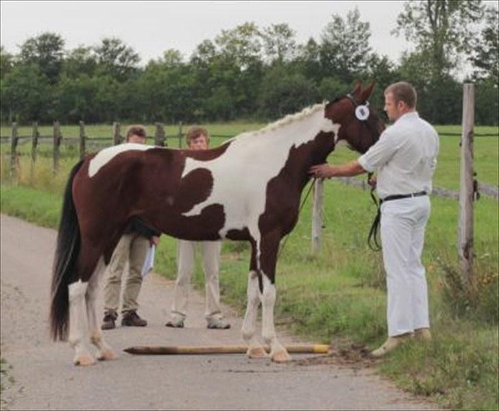 Pinto Cantabella Klejs - opstilling på fast bund kåring billede 5